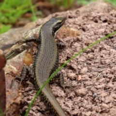 Eulamprus heatwolei (Yellow-bellied Water Skink) at Paddys River, ACT - 21 Dec 2020 by RodDeb