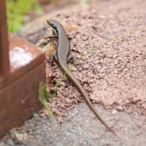 Eulamprus heatwolei at Paddys River, ACT - 21 Dec 2020