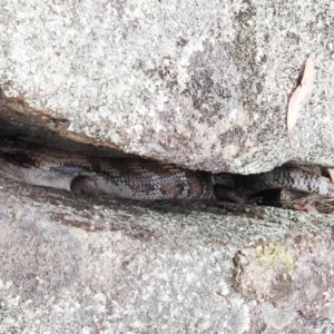 Tiliqua scincoides scincoides at Kambah, ACT - 21 Dec 2020