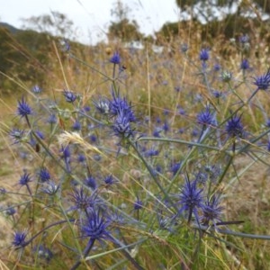 Eryngium ovinum at Kambah, ACT - suppressed