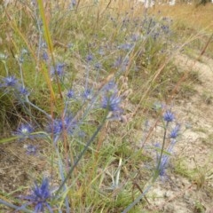 Eryngium ovinum at Kambah, ACT - suppressed