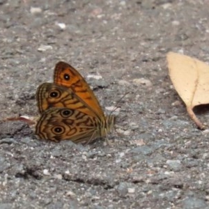 Geitoneura acantha at Paddys River, ACT - 21 Dec 2020