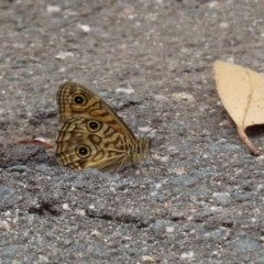 Geitoneura acantha at Paddys River, ACT - 21 Dec 2020