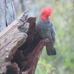 Callocephalon fimbriatum (Gang-gang Cockatoo) at Garran, ACT - 22 Dec 2020 by roymcd