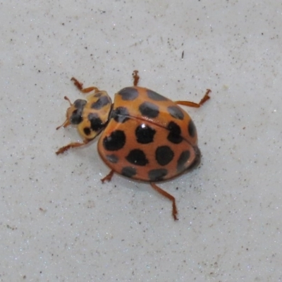 Harmonia conformis (Common Spotted Ladybird) at Paddys River, ACT - 21 Dec 2020 by RodDeb