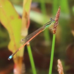 Ischnura aurora (Aurora Bluetail) at Tidbinbilla Nature Reserve - 21 Dec 2020 by RodDeb