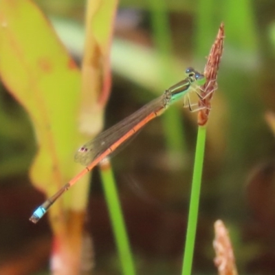 Ischnura aurora (Aurora Bluetail) at Paddys River, ACT - 21 Dec 2020 by RodDeb