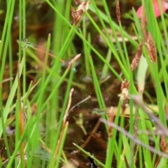 Ischnura aurora at Paddys River, ACT - 21 Dec 2020