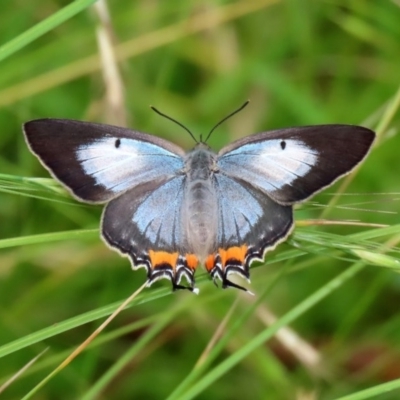 Jalmenus evagoras (Imperial Hairstreak) at Paddys River, ACT - 21 Dec 2020 by RodDeb