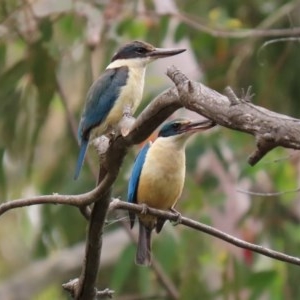 Todiramphus sanctus at Paddys River, ACT - 21 Dec 2020