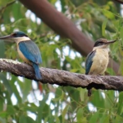 Todiramphus sanctus at Paddys River, ACT - 21 Dec 2020