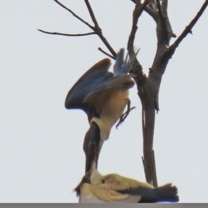 Todiramphus sanctus at Paddys River, ACT - 21 Dec 2020