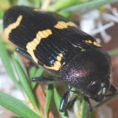 Castiarina hoffmanseggii (Jewel Beetle) at Downer, ACT - 18 Dec 2020 by Harrisi