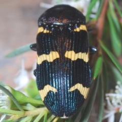 Castiarina hoffmanseggii at Black Mountain - 18 Dec 2020 11:32 PM