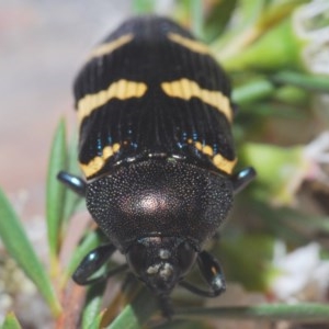 Castiarina hoffmanseggii at Black Mountain - 18 Dec 2020