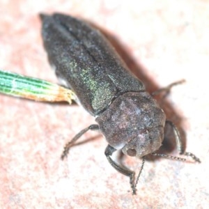 Dinocephalia thoracica at Deakin, ACT - 20 Dec 2020