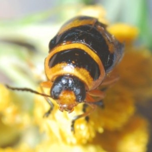 Aporocera (Aporocera) speciosa at Deakin, ACT - 20 Dec 2020