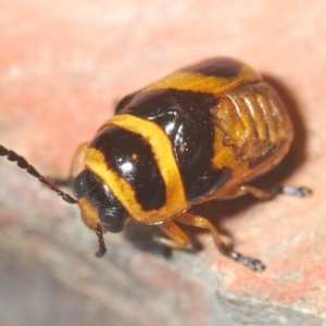 Aporocera (Aporocera) speciosa at Deakin, ACT - 20 Dec 2020