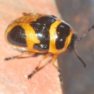 Aporocera (Aporocera) speciosa at Deakin, ACT - 20 Dec 2020