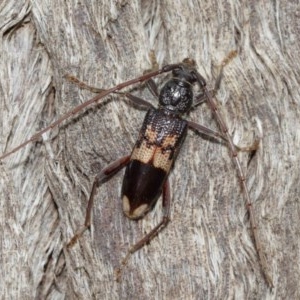 Phoracantha semipunctata at Acton, ACT - 18 Dec 2020