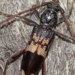 Phoracantha semipunctata at Acton, ACT - 18 Dec 2020