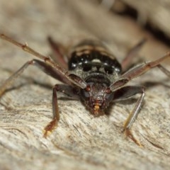 Phoracantha semipunctata at Acton, ACT - 18 Dec 2020