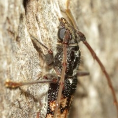 Phoracantha semipunctata at Acton, ACT - 18 Dec 2020