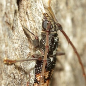 Phoracantha semipunctata at Acton, ACT - 18 Dec 2020