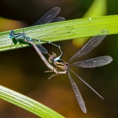 Austroagrion watsoni (Eastern Billabongfly) at Pearce, ACT - 18 Dec 2020 by Shell