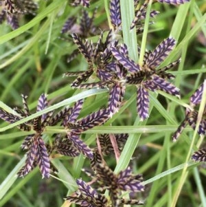 Cyperus sanguinolentus at Majura, ACT - 22 Dec 2020