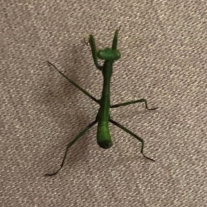 Mantodea (order) at Aranda, ACT - 21 Dec 2020