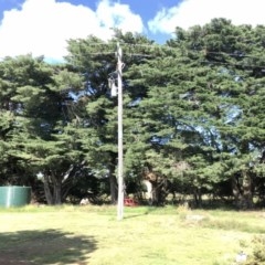 Hesperocyparis macrocarpa at Murrumbateman, NSW - 3 Dec 2020