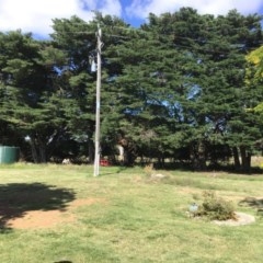 Hesperocyparis macrocarpa at Murrumbateman, NSW - 3 Dec 2020