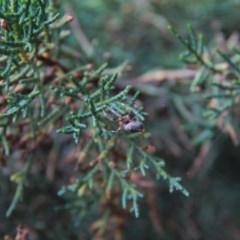 Hesperocyparis macrocarpa at Murrumbateman, NSW - 3 Dec 2020