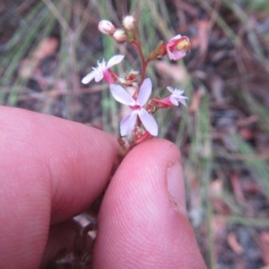 Stylidium graminifolium at Downer, ACT - 17 Dec 2020 06:58 AM