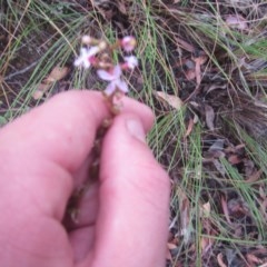 Stylidium graminifolium at Downer, ACT - 17 Dec 2020 06:58 AM