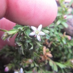 Rhytidosporum procumbens (White Marianth) at Downer, ACT - 17 Dec 2020 by Tapirlord