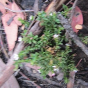 Rhytidosporum procumbens at Downer, ACT - 17 Dec 2020