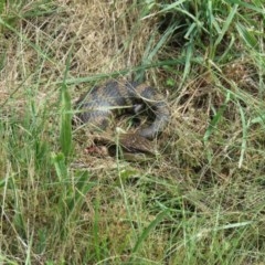 Tiliqua scincoides scincoides (Eastern Blue-tongue) at Tuggeranong Creek to Monash Grassland - 22 Dec 2020 by SandraH