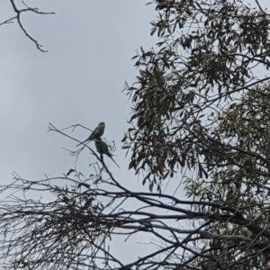 Melopsittacus undulatus at Mount Clear, ACT - 23 Dec 2020 09:50 AM