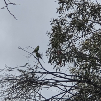 Melopsittacus undulatus (Budgerigar) at Mount Clear, ACT - 23 Dec 2020 by Sherwood