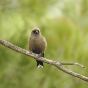 Artamus cyanopterus at Kambah, ACT - 23 Dec 2020