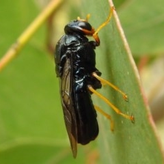 Perginae sp. (subfamily) (Unidentified pergine sawfly) at Kambah, ACT - 23 Dec 2020 by HelenCross