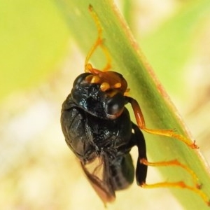 Perginae sp. (subfamily) at Kambah, ACT - 23 Dec 2020