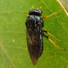 Perginae sp. (subfamily) at Kambah, ACT - 23 Dec 2020