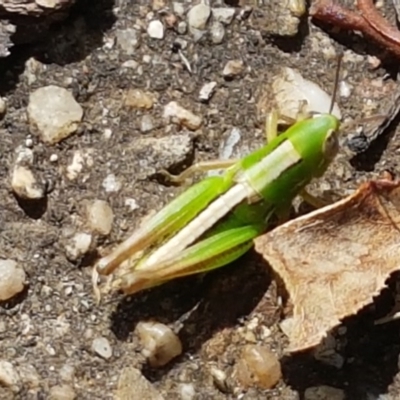 Bermius brachycerus (A grasshopper) at Bendora Reservoir - 22 Dec 2020 by tpreston