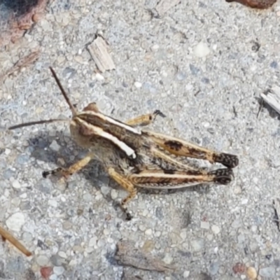 Phaulacridium vittatum (Wingless Grasshopper) at Cotter River, ACT - 22 Dec 2020 by tpreston
