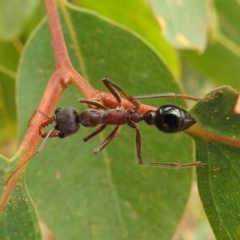 Myrmecia simillima (A Bull Ant) at Kambah, ACT - 23 Dec 2020 by HelenCross