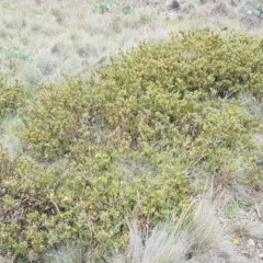 Podolobium alpestre at Cotter River, ACT - 23 Dec 2020 12:46 PM