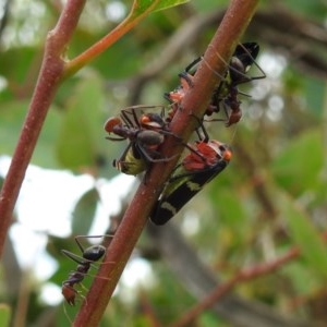 Eurymeloides pulchra at Kambah, ACT - 23 Dec 2020